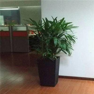 天津谷鑫亞泰花卉 綠植租賃、租擺服務與室內花卉設計專家