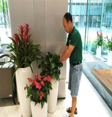 室內綠植花卉租賃 為深圳辦公室注入自然活力，租綠植就找惜花花卉