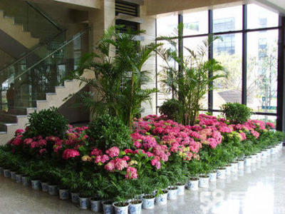 重慶綠植租擺服務 一站式解決方案，輕松打造活力辦公空間