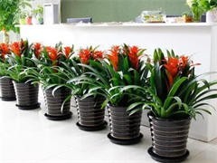 太原花卉綠植批發(fā)與租借服務(wù) 點(diǎn)亮城市綠意，便捷生活空間