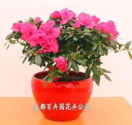 成都辦公室花卉綠植租借指南 價(jià)格、方案與配送全解析