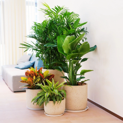 全紹興室內(nèi)盆栽綠植花卉出租出售及上門(mén)養(yǎng)護(hù)服務(wù)指南